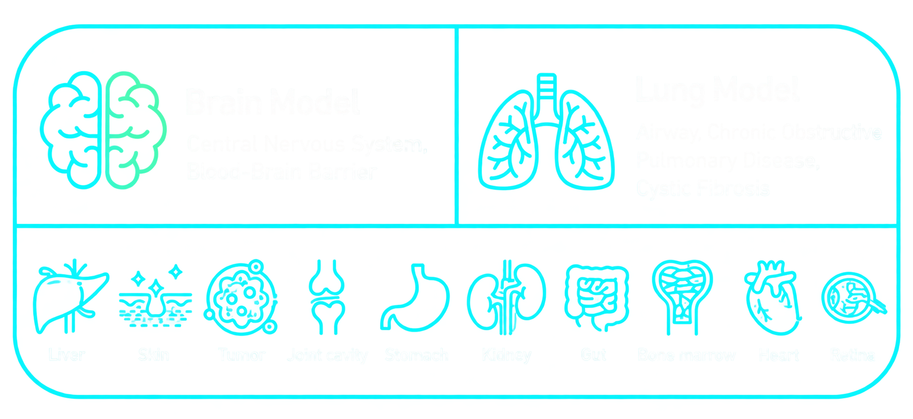 Organ model overview showing brain, lung and organ-specific models.